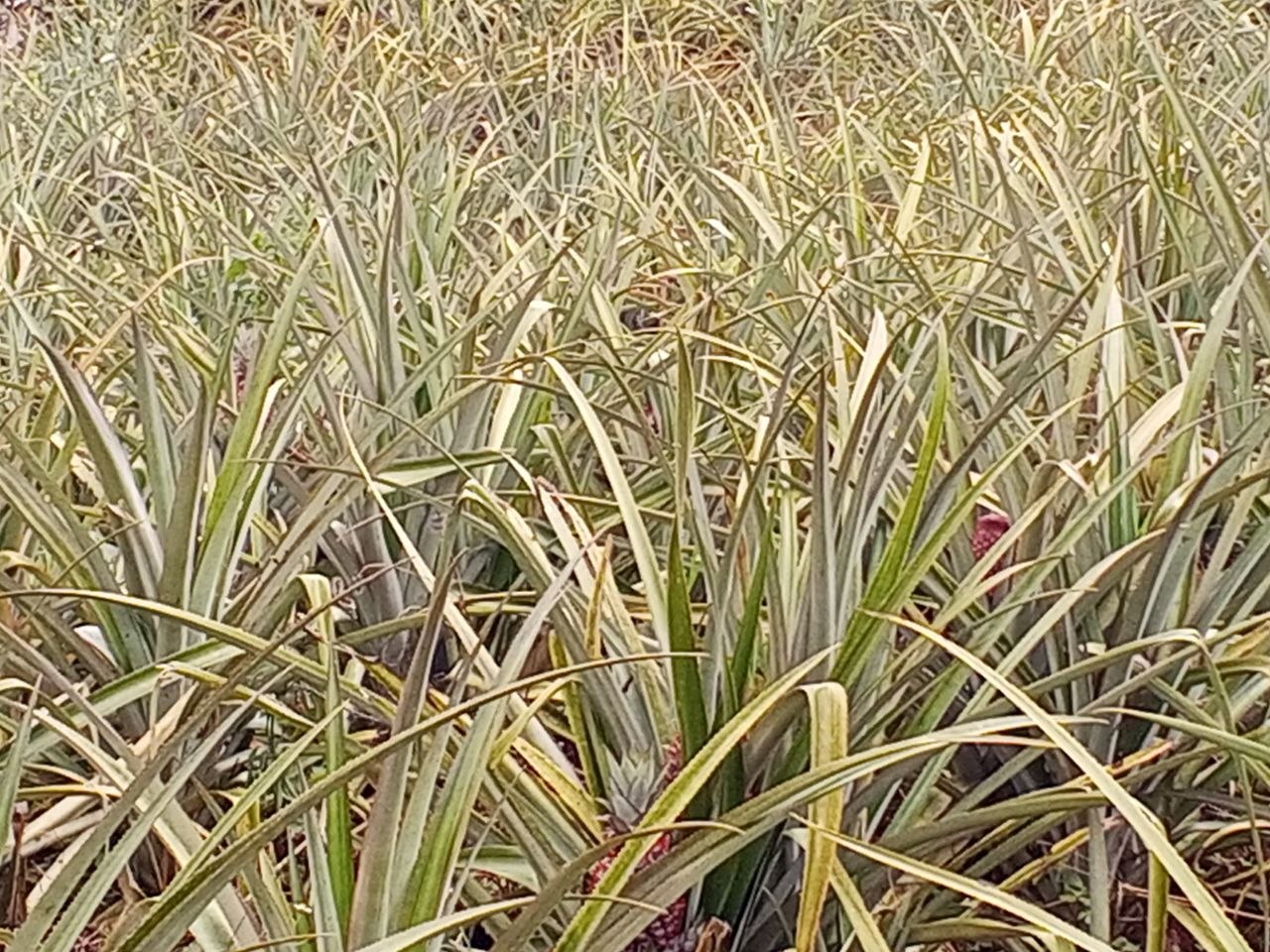 Agriculture