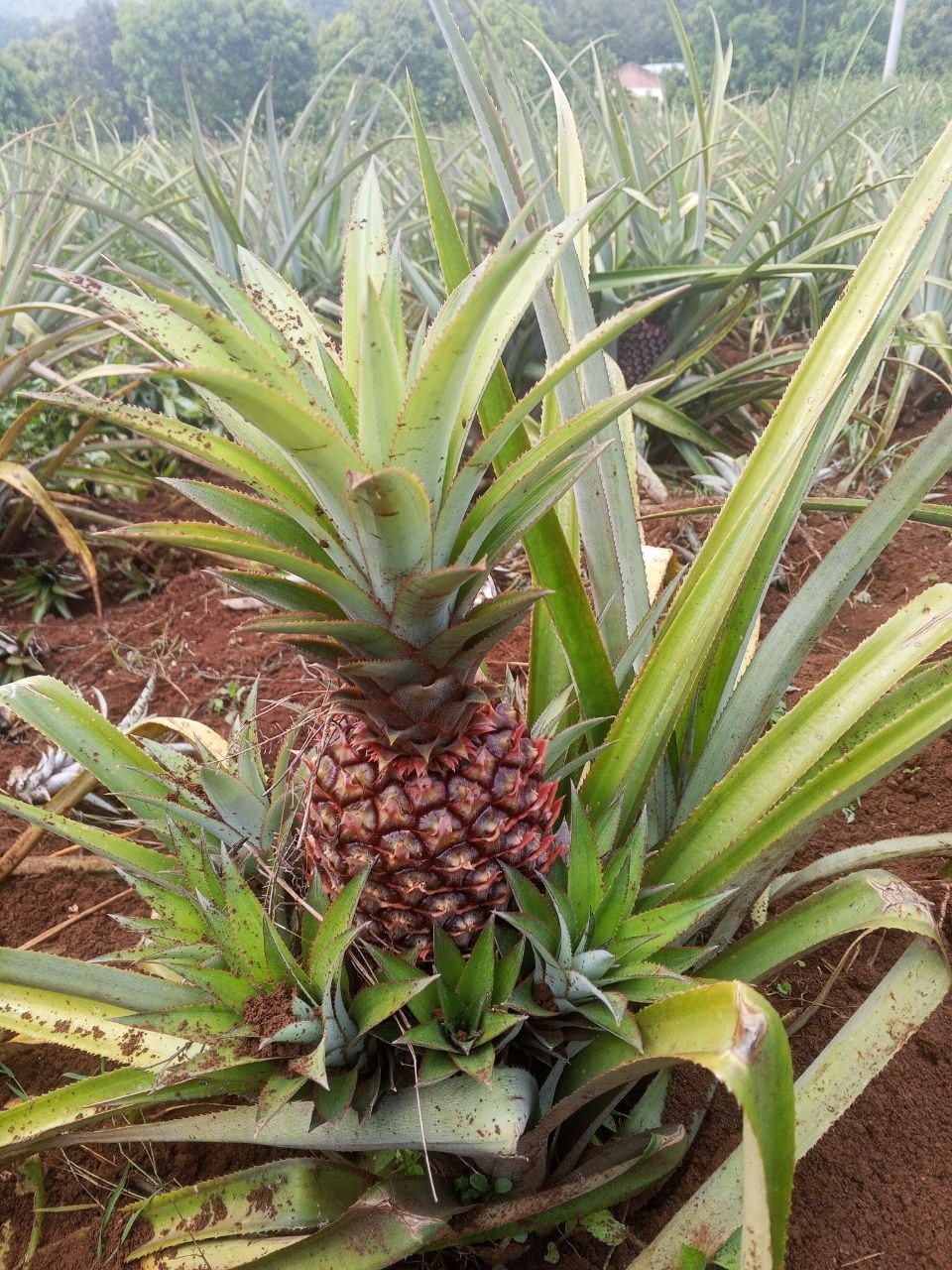 Agriculture