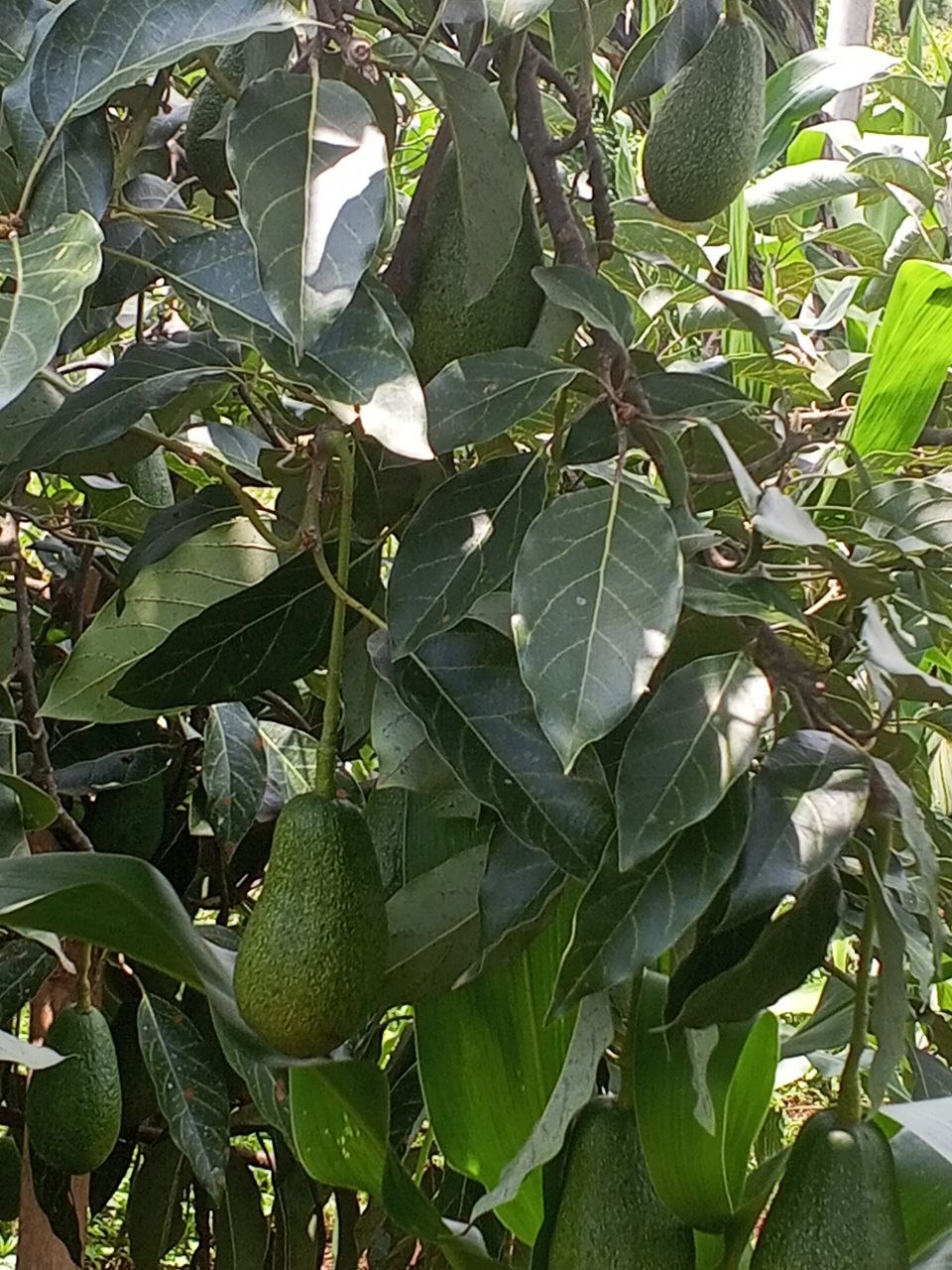 Agriculture