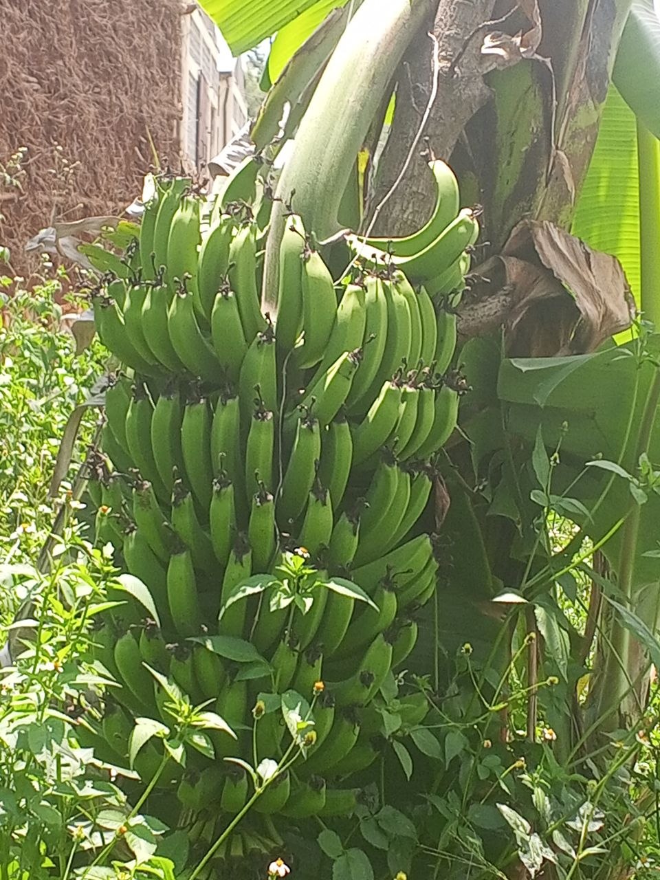 Agriculture