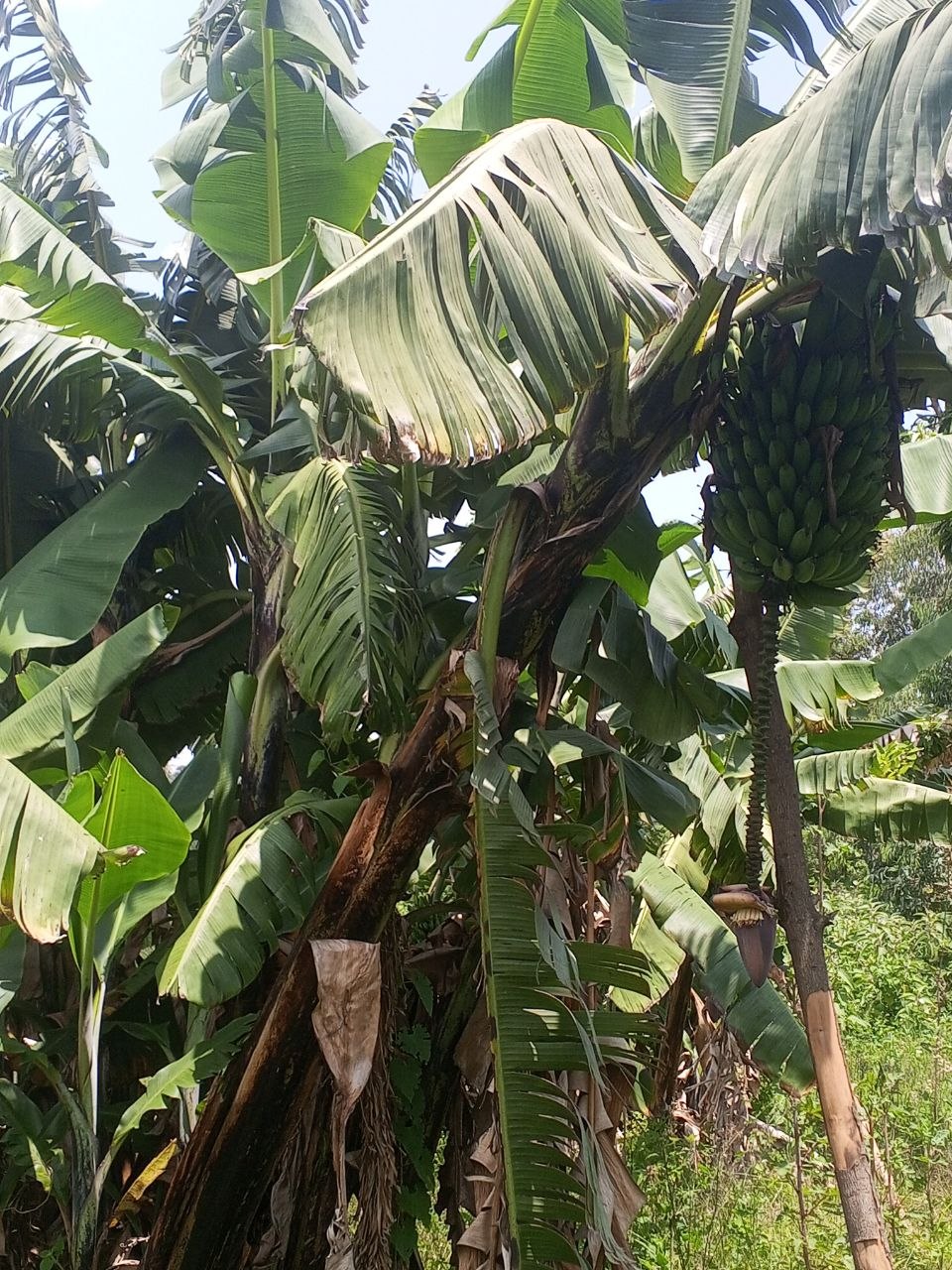 Agriculture