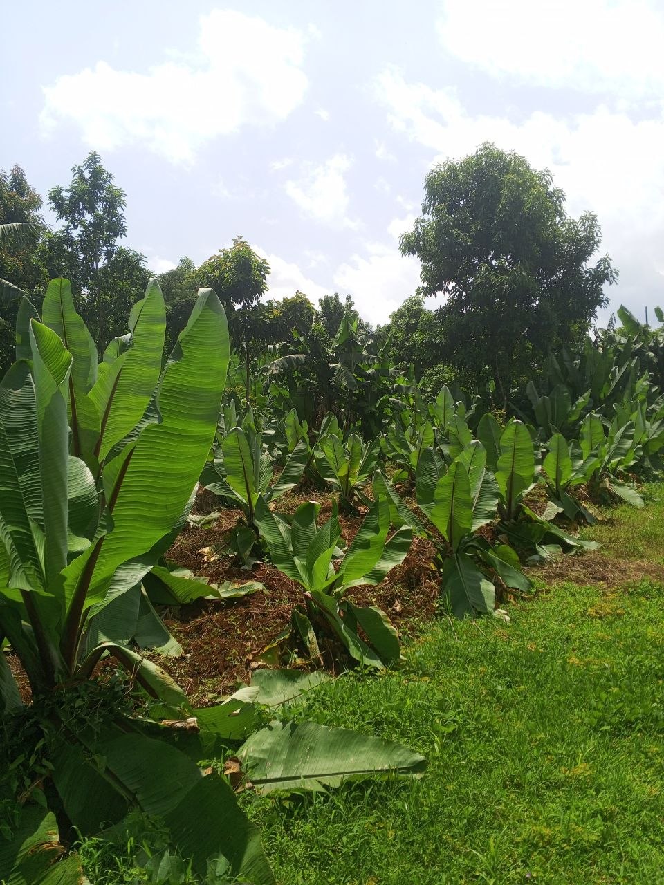 Agriculture