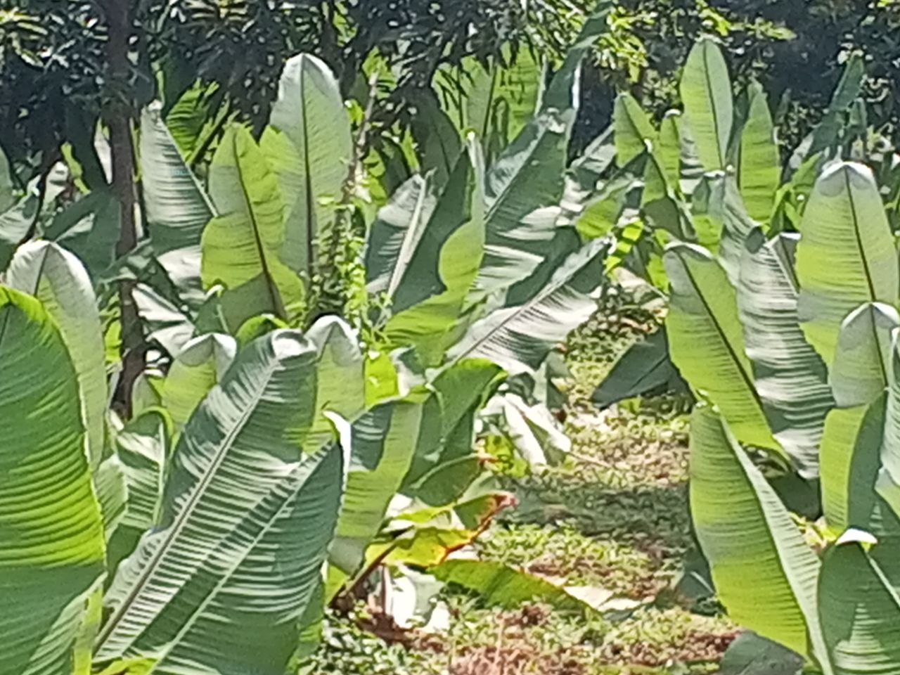 Agriculture